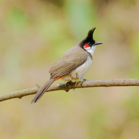 Red-whiskered Bulbul