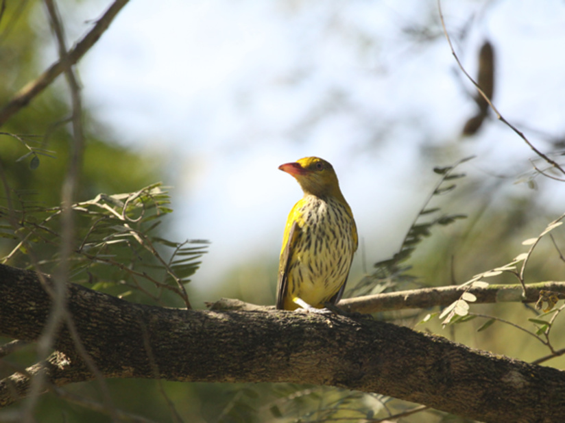 Bird Watching in Andaman and Nicobar Islands