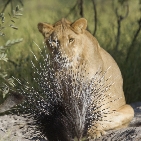 Lion with Porcupine 1