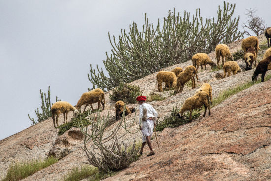 alt-text Image of a farmer tending to goats