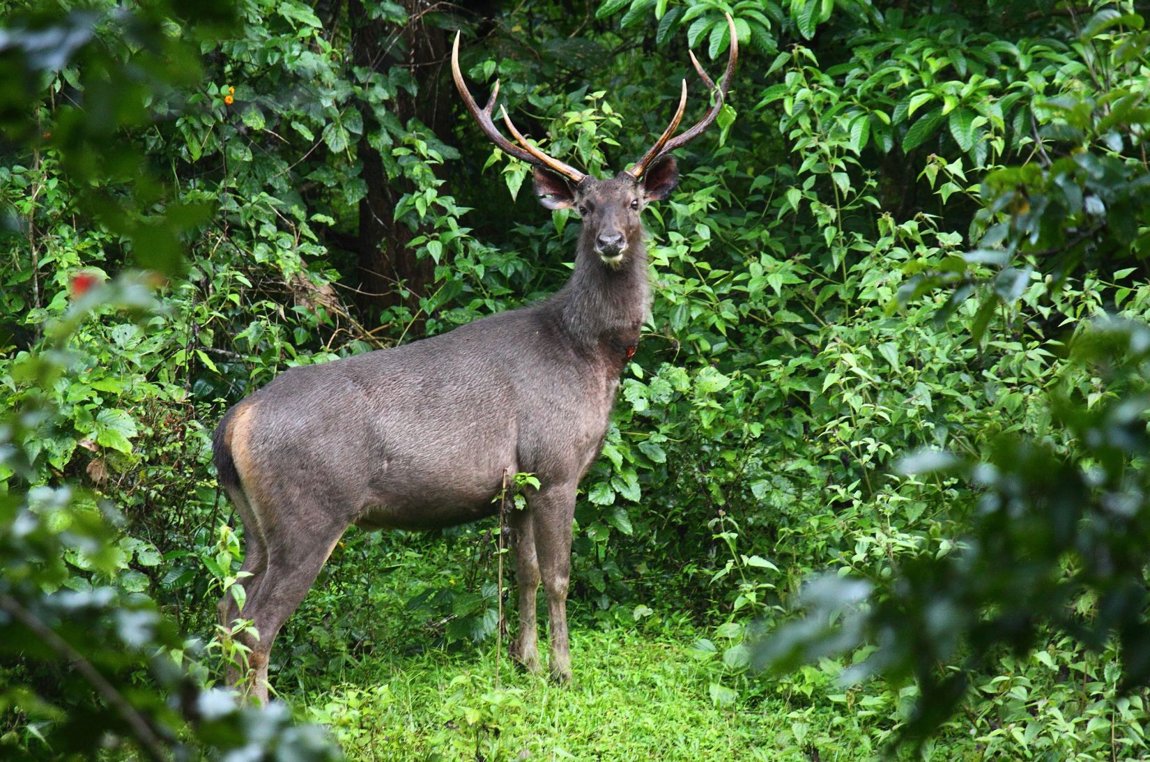 Sambar deer by Joseph Lazer (1)