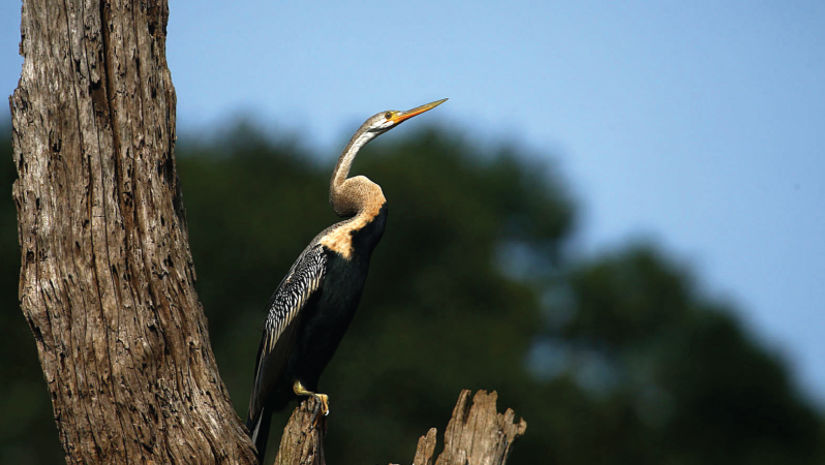 bird-watch