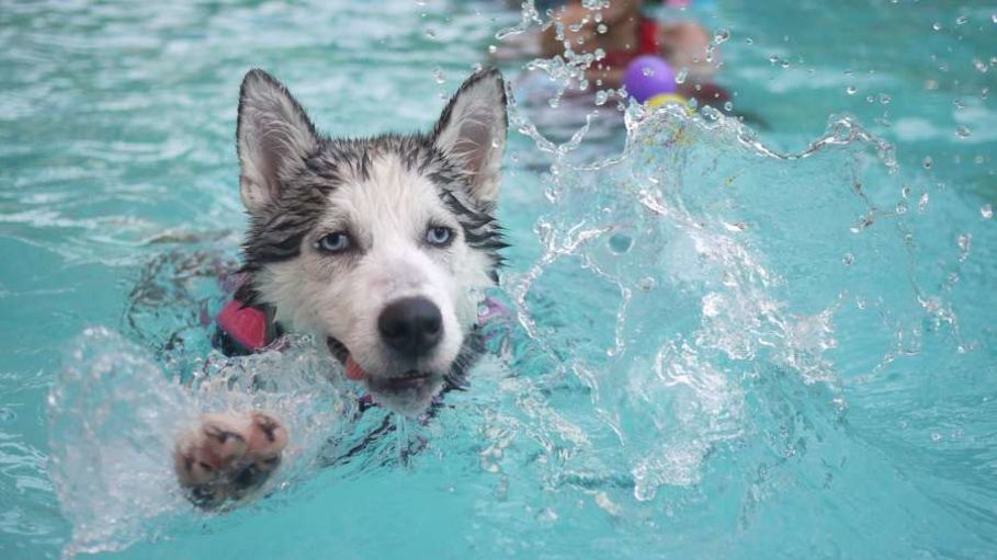 water-polo