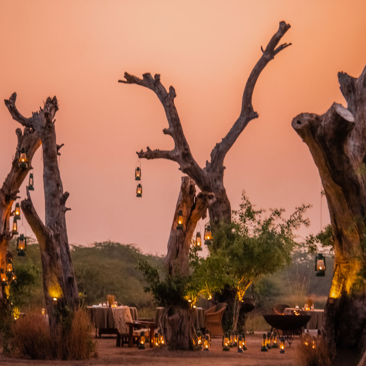 The Blackbuck Lodge - a BUSH DINNER area with lanterns on trees as decoration shot during sunset