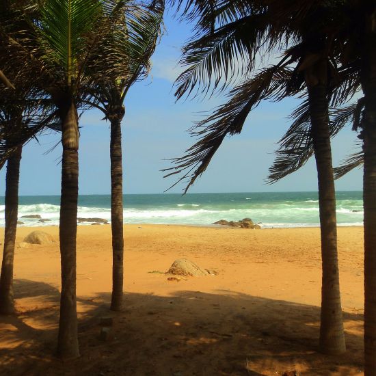 a coastal line of a beach with coconut trees