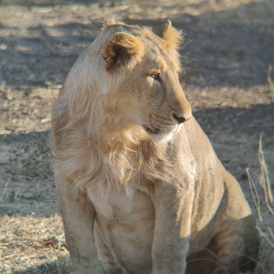 image of lion