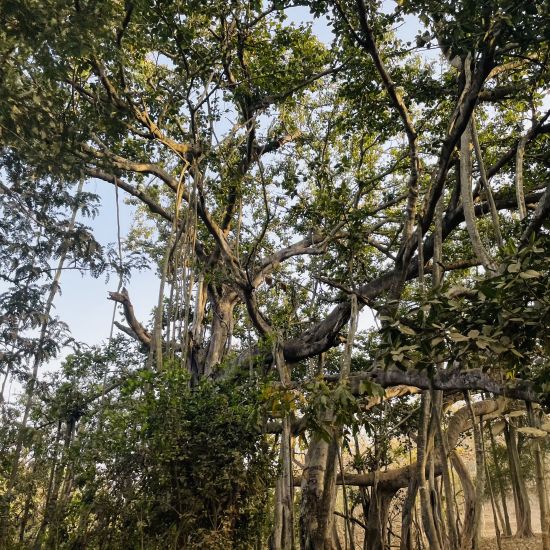 Banyan tree at Aramness Gir