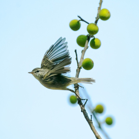 Greenish-Warbler