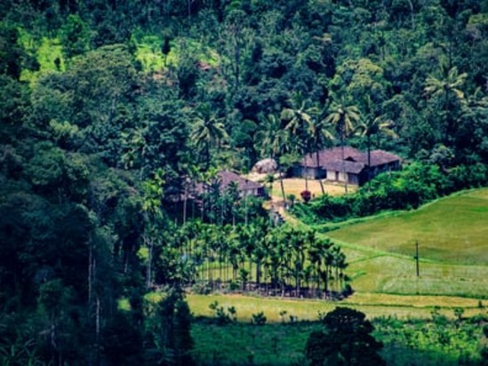 alt-text A house nestled in a lush green forest-Amanvana Spa Resort, Coorg - Luxury Resort