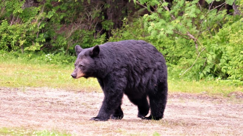 A bear roaming about in the Wildlife sanctuary in Shimla