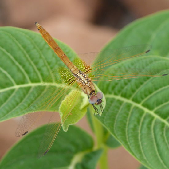 A close shot of an insect flying over a leaf | The Riverwood Forest Retreat, Pench