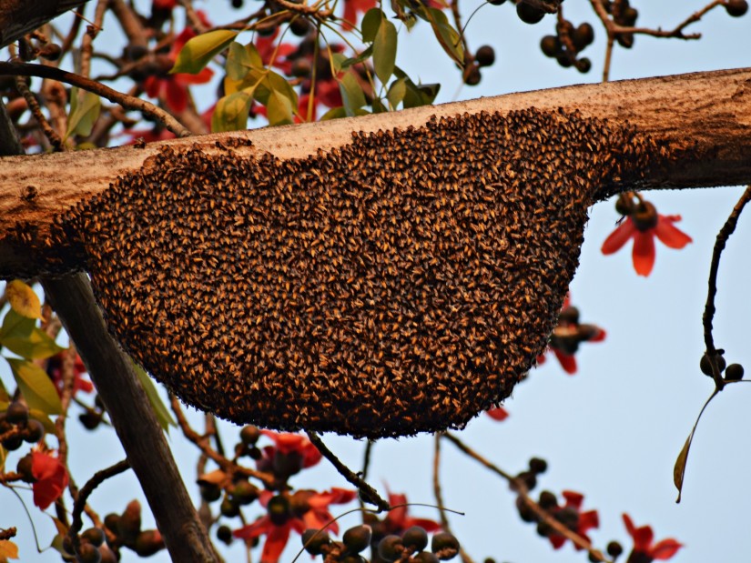 The Serai Kabini - a large honeycomb hanging from a tree