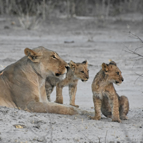 lioness and cubs