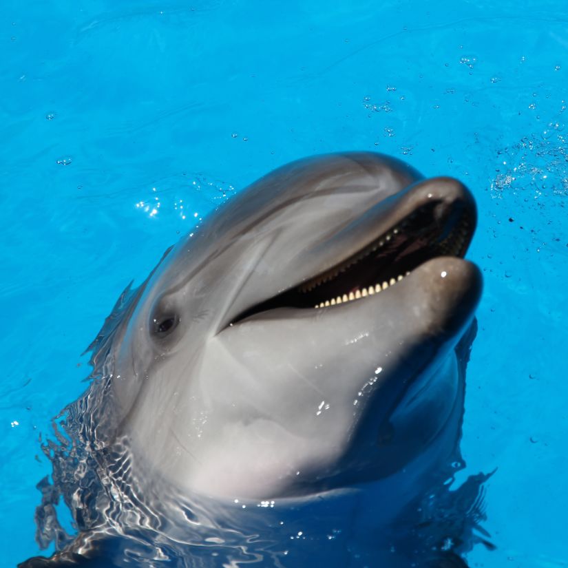 a dolphin above the blue azure waters smiling 