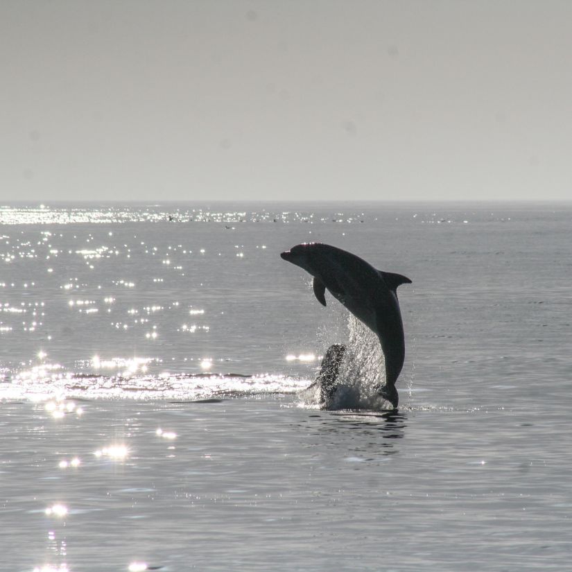 a dolphin playfully jumping out of the ocean with sunshine sparkling on the water