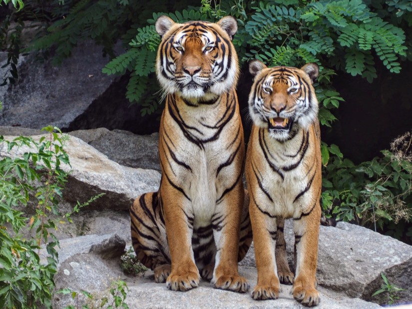 tiger and cub in Bandipur National Park