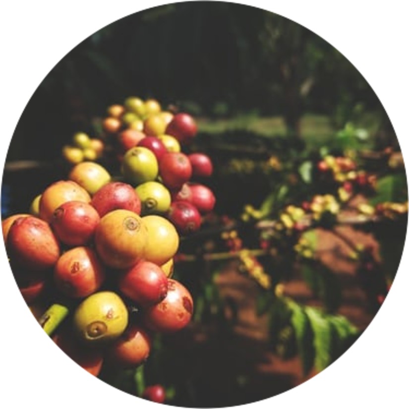 Coffee berries on a branch.