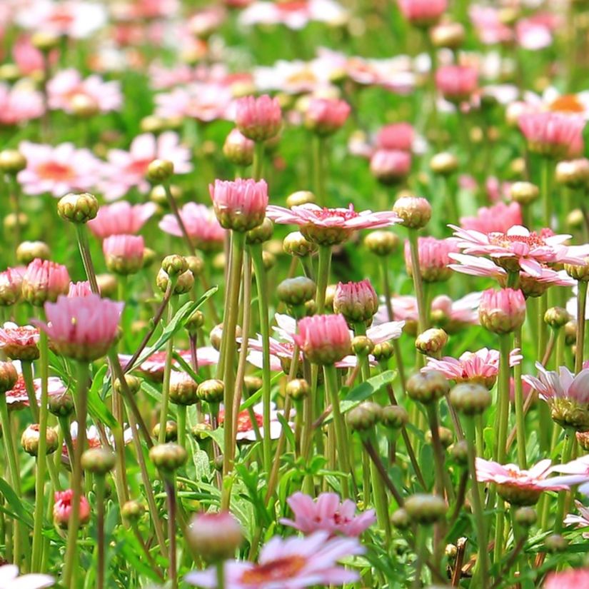 a meadow of pink and white flowers with greenery covering