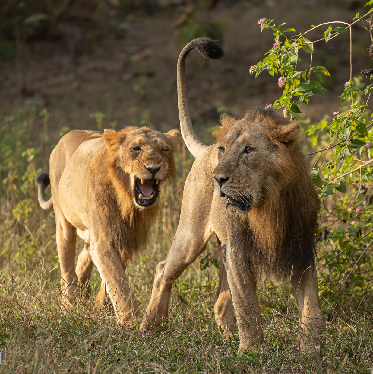 Pair of Lion strolling at Sasan Gir