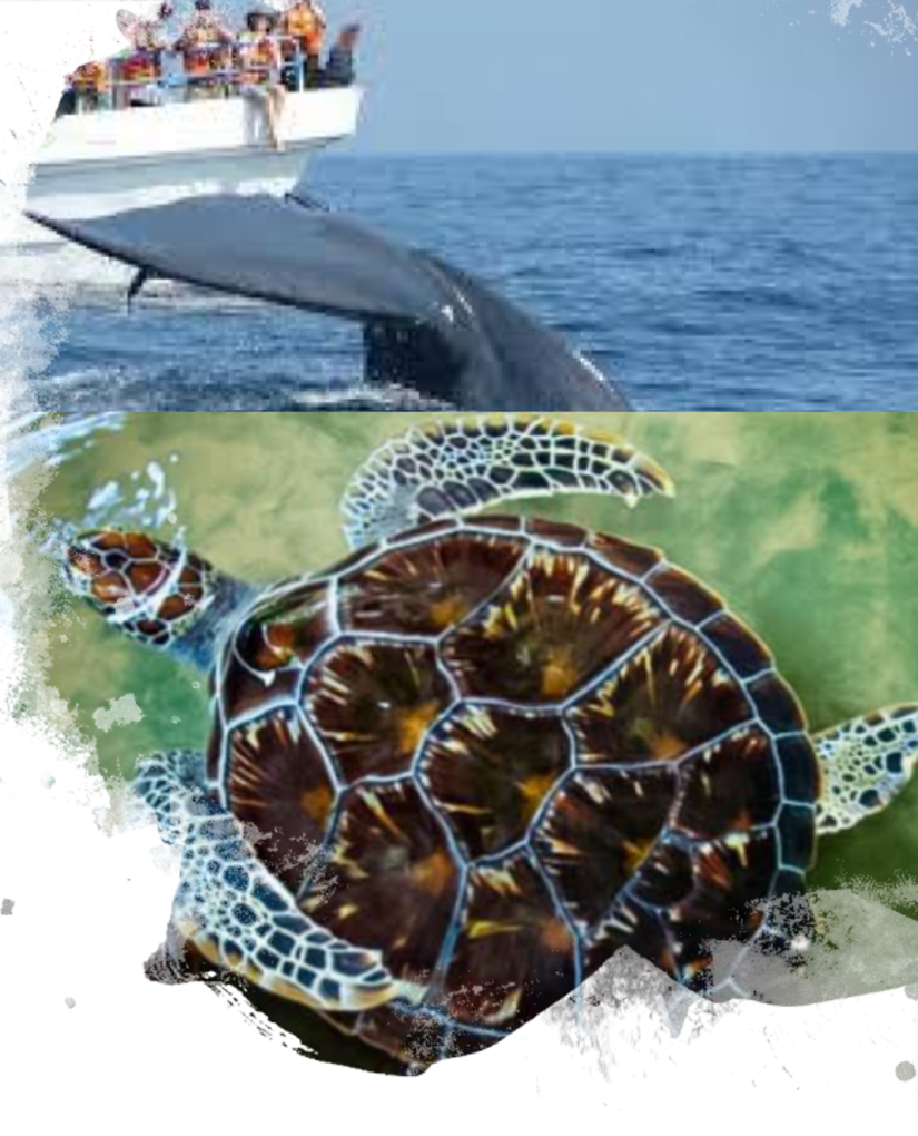 Turtle and whale watching