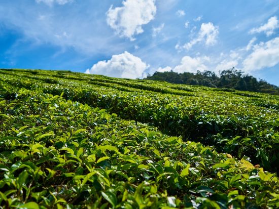  A hilltop tea garden