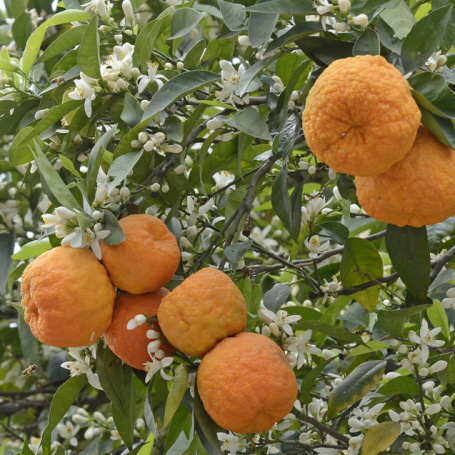 Bitter orange Wikimedia Commons