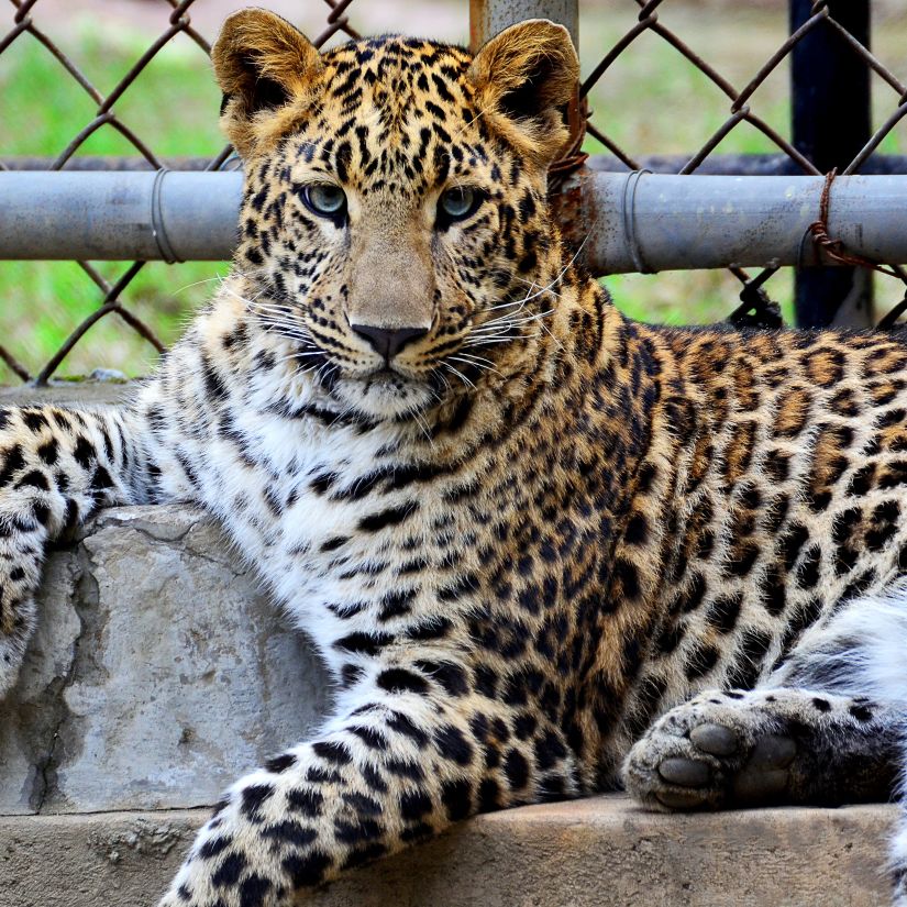 A Loepard resting