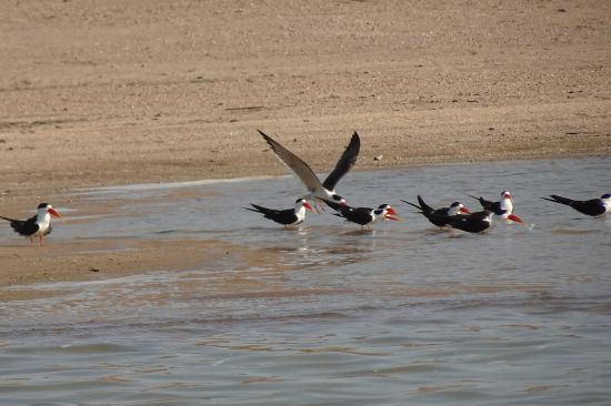 alt-text Migratory bird drinking water from river