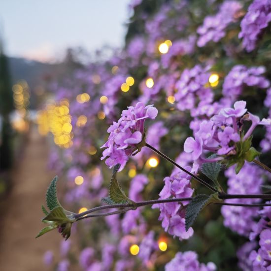 alt-text Close-up of purple flowers with twinkling lights in the background during an evening event in Coonoor.