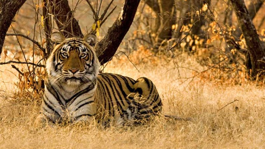 Tiger Camp Resort, Corbett Uttarakhand Bengal Tiger Corbett 2