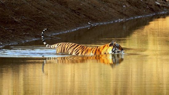 Water tiger