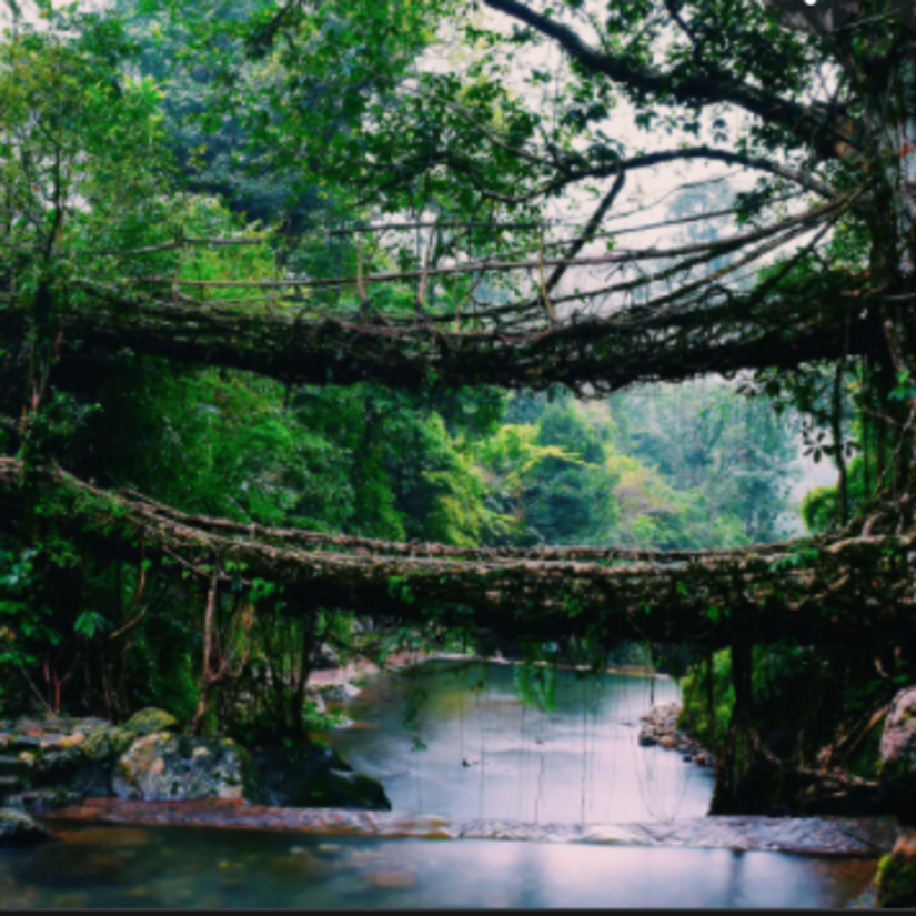 a root bridge and lake running under it