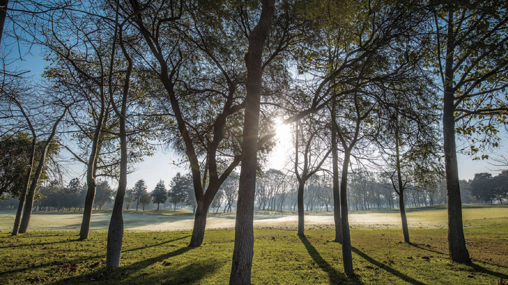 sun rays forming shadows of tall trees