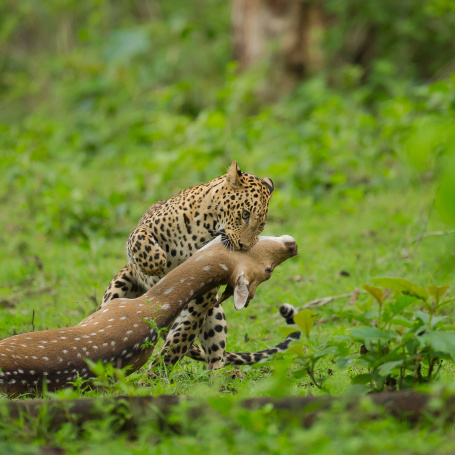 Leopard Chital Kill-1150