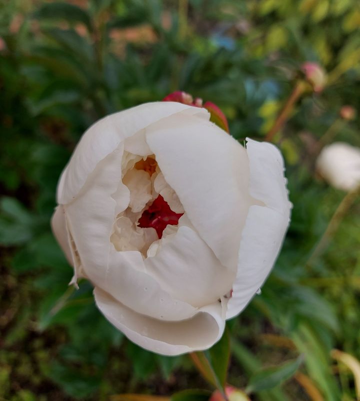 pro-Вера-in-lakki-crm