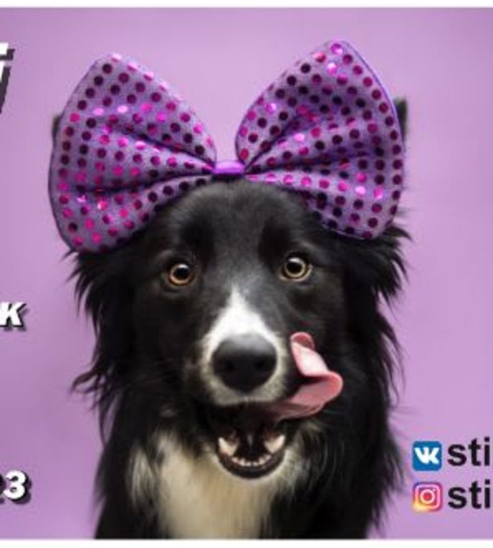 company-Салон-по-стрижке-собак-и-кошек-Stilimili-in-lakki-crm