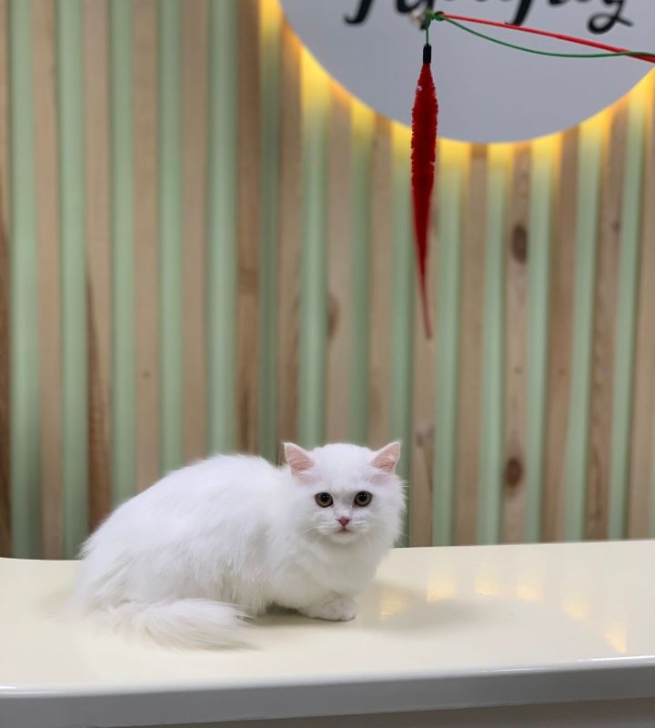 company-Зооцентр-Маленький-принц-in-lakki-crm