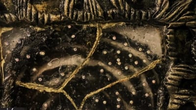 RutaCalaveras/cdrbmqd1ybsx11zm1qlv