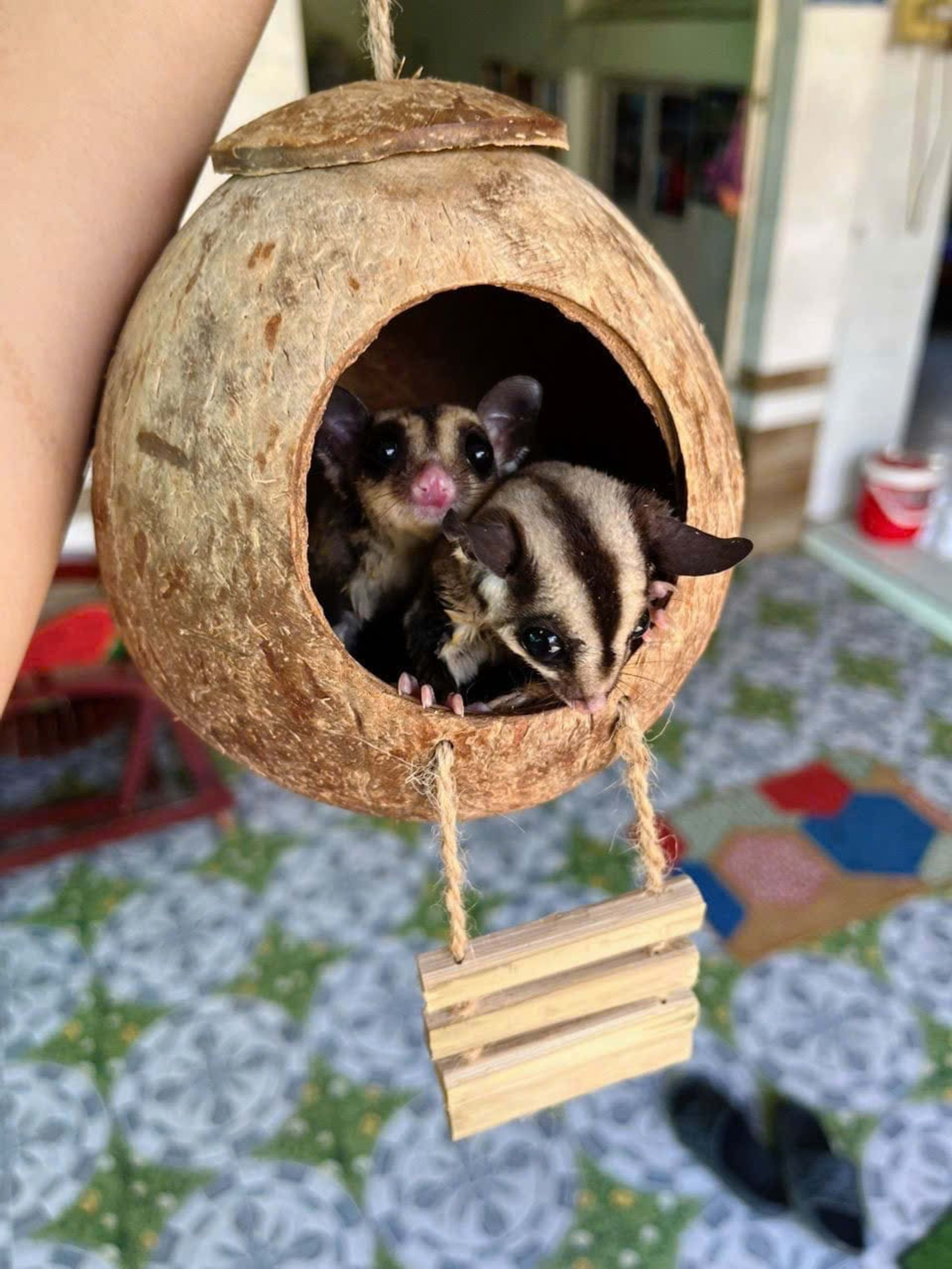 coco bird house 36