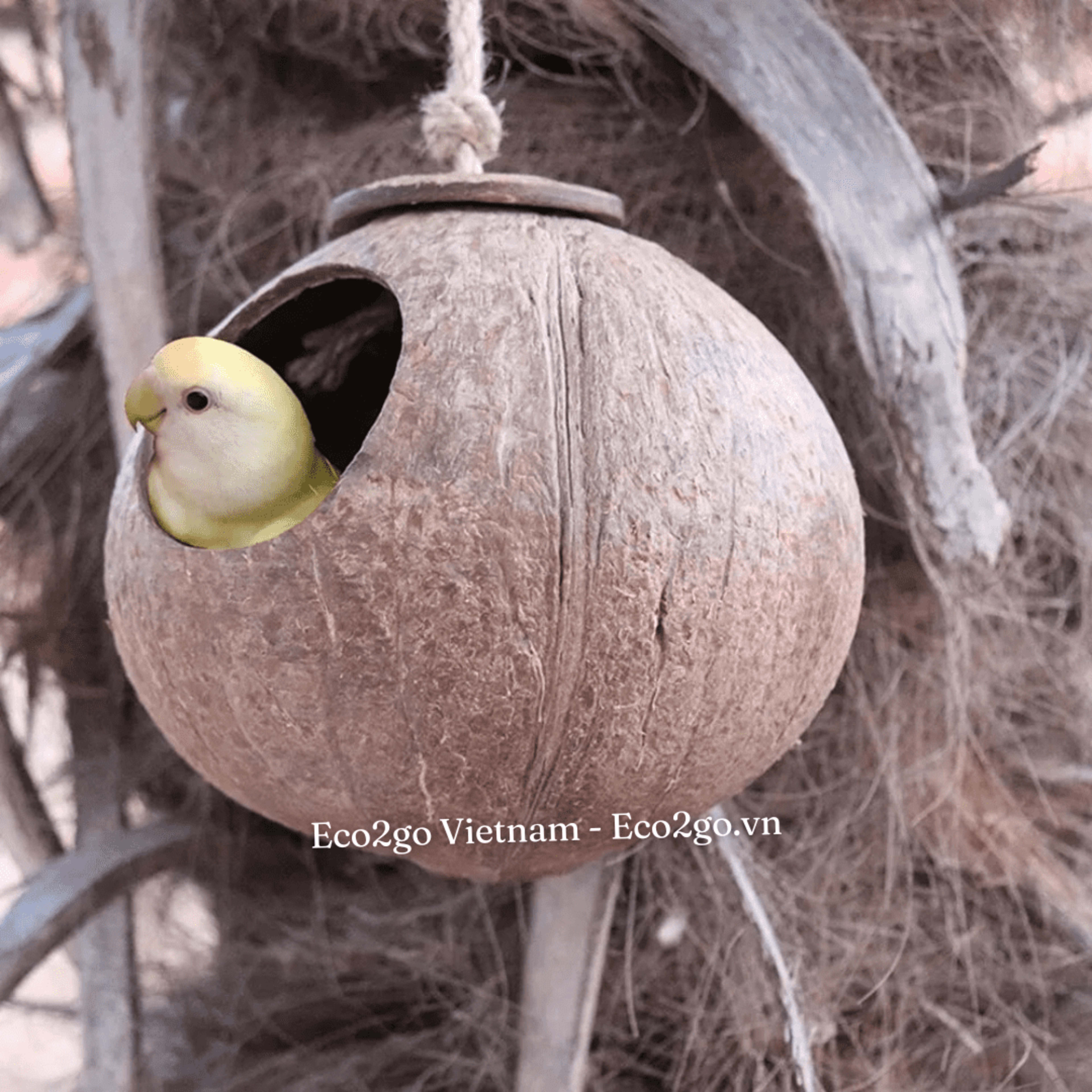 coco bird house 8