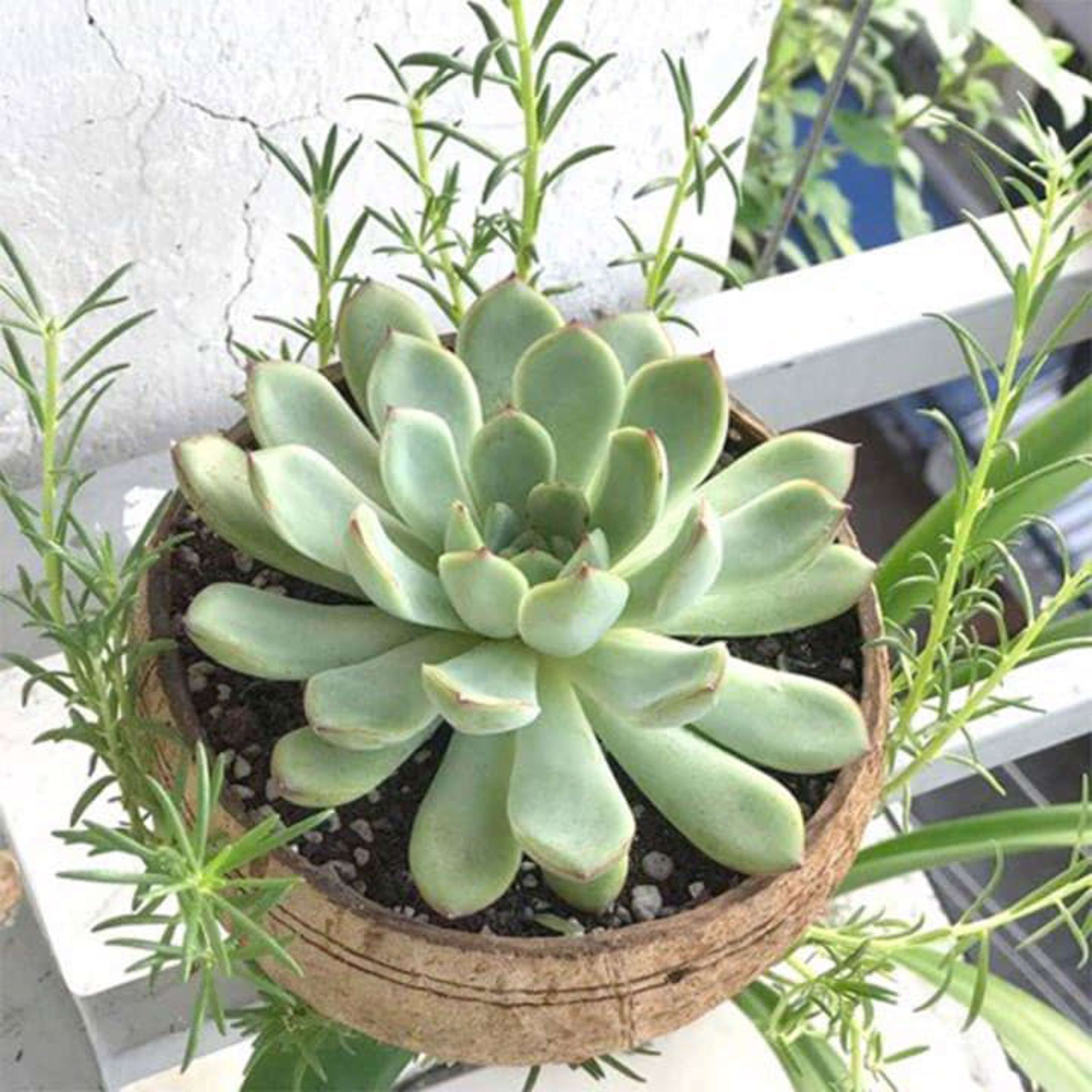 coco plant pot 17
