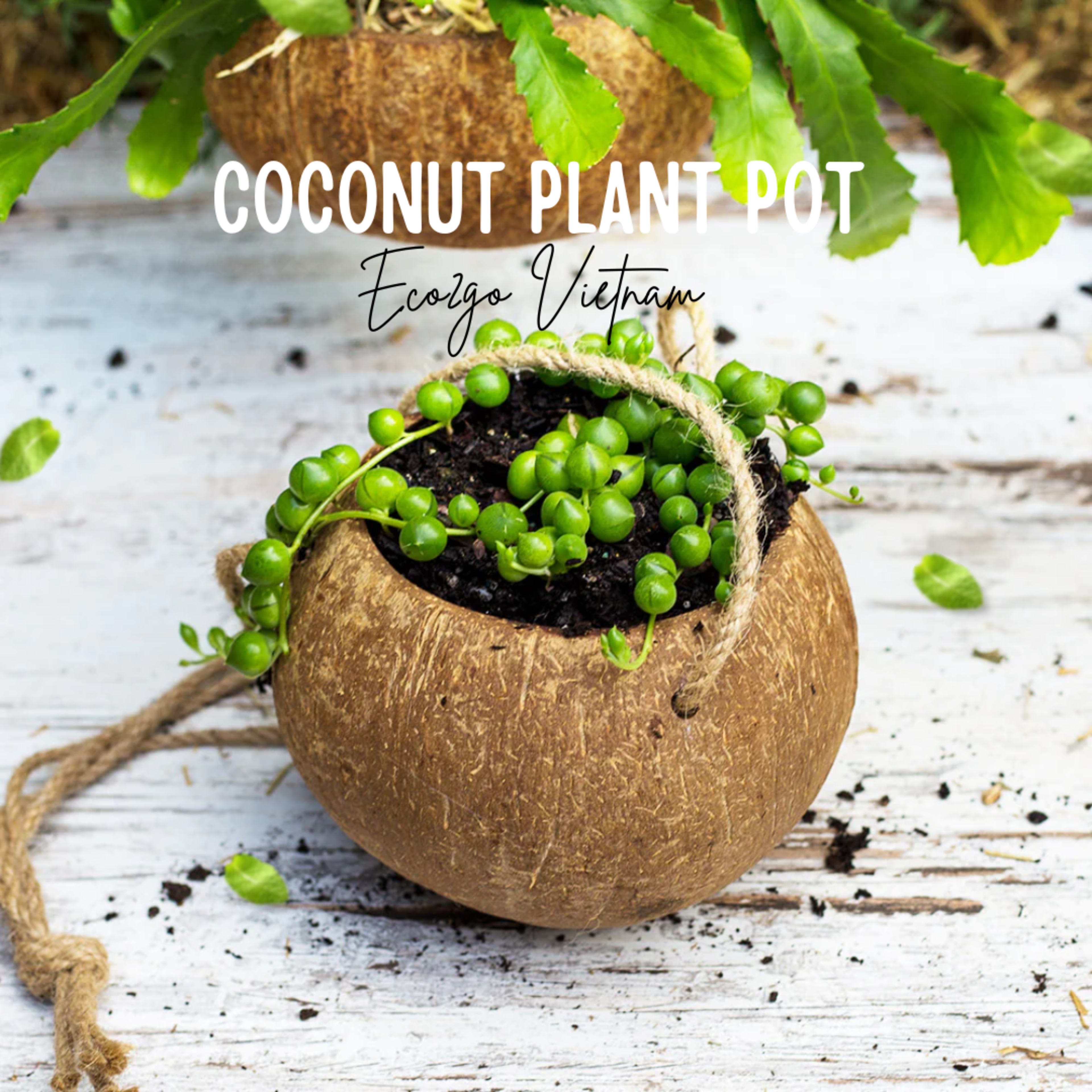 coco plant pot 1