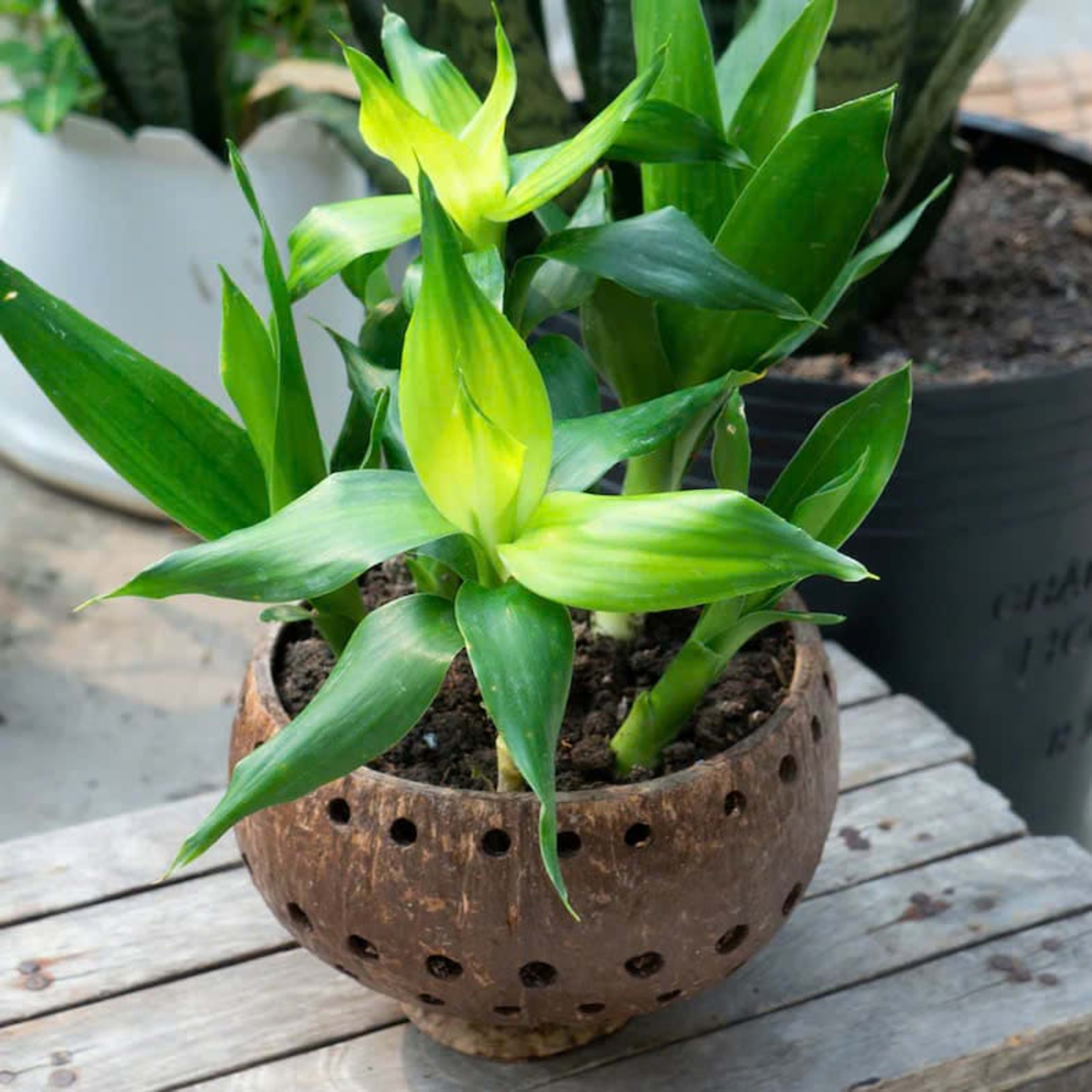coco plant pot 11