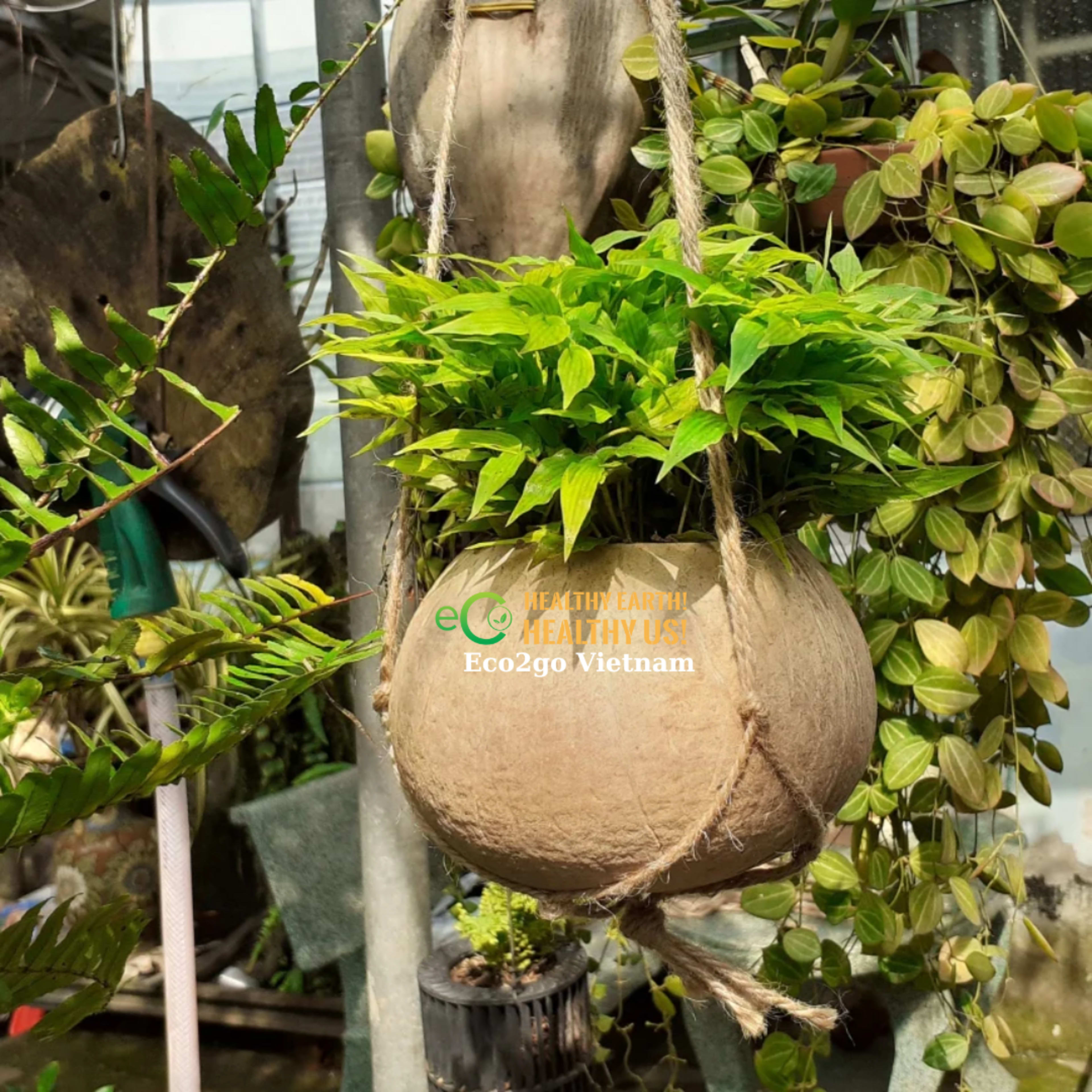coco plant pot 44