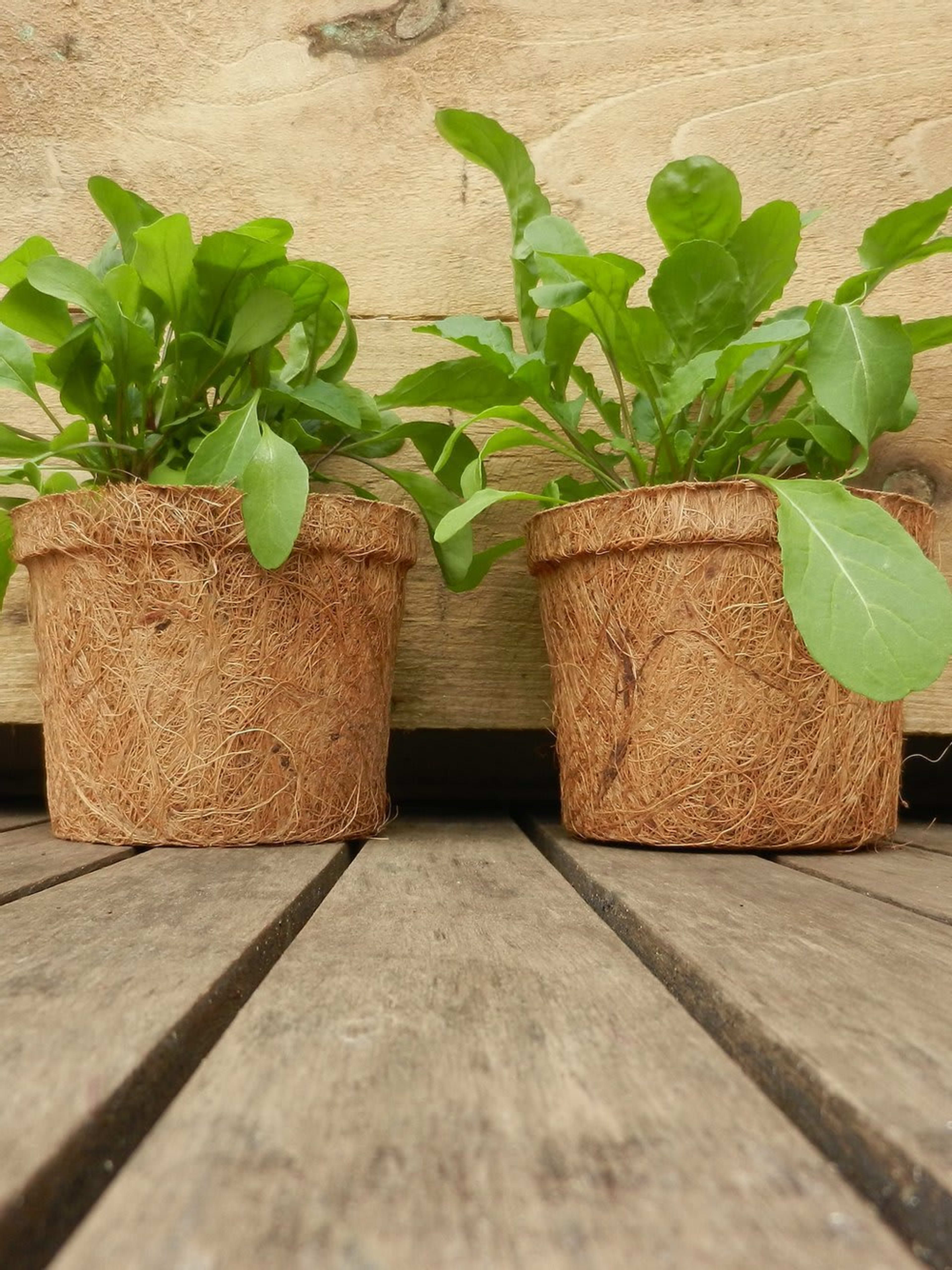 coir pot 23