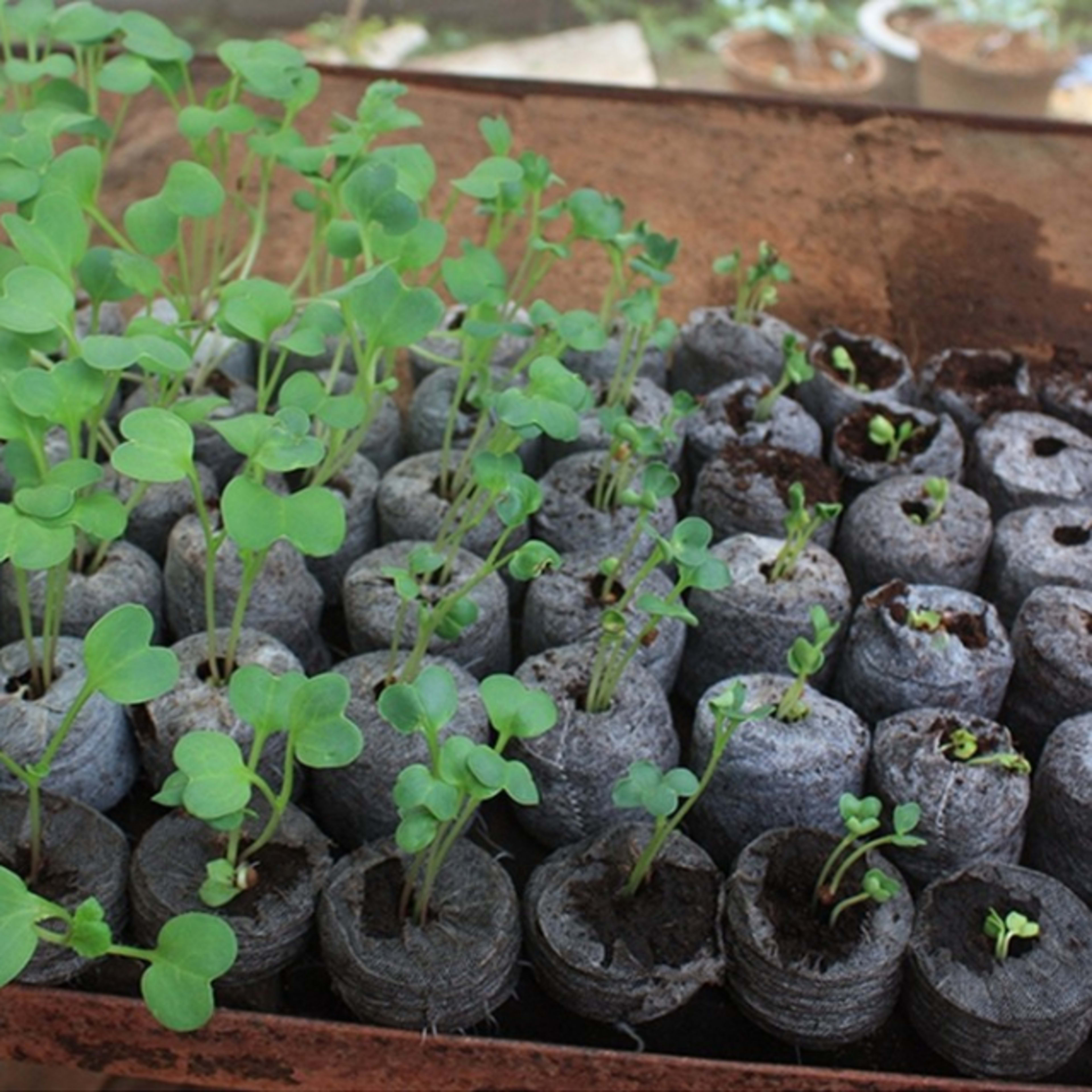 coir pellet 30