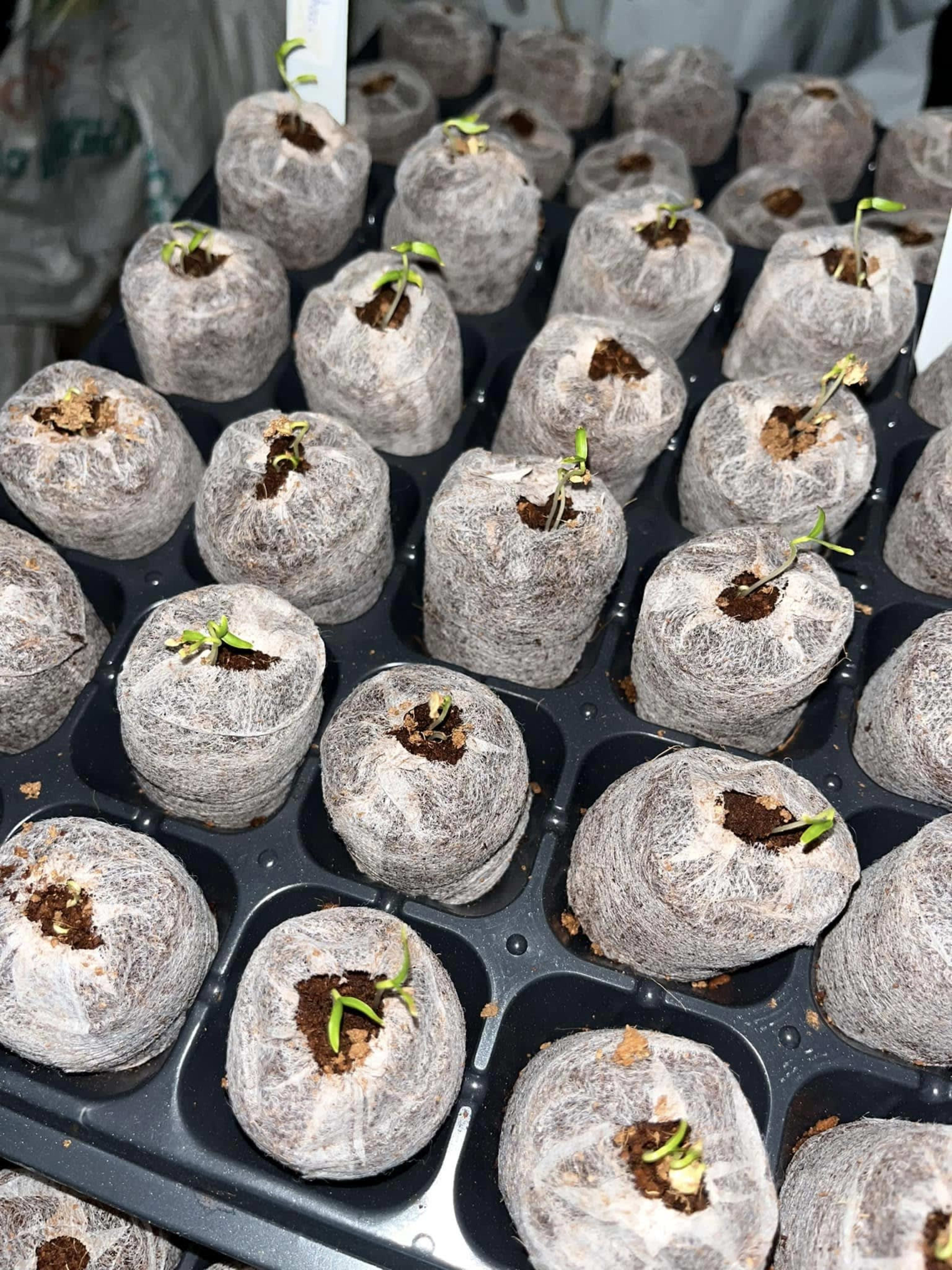 coir pellet 28