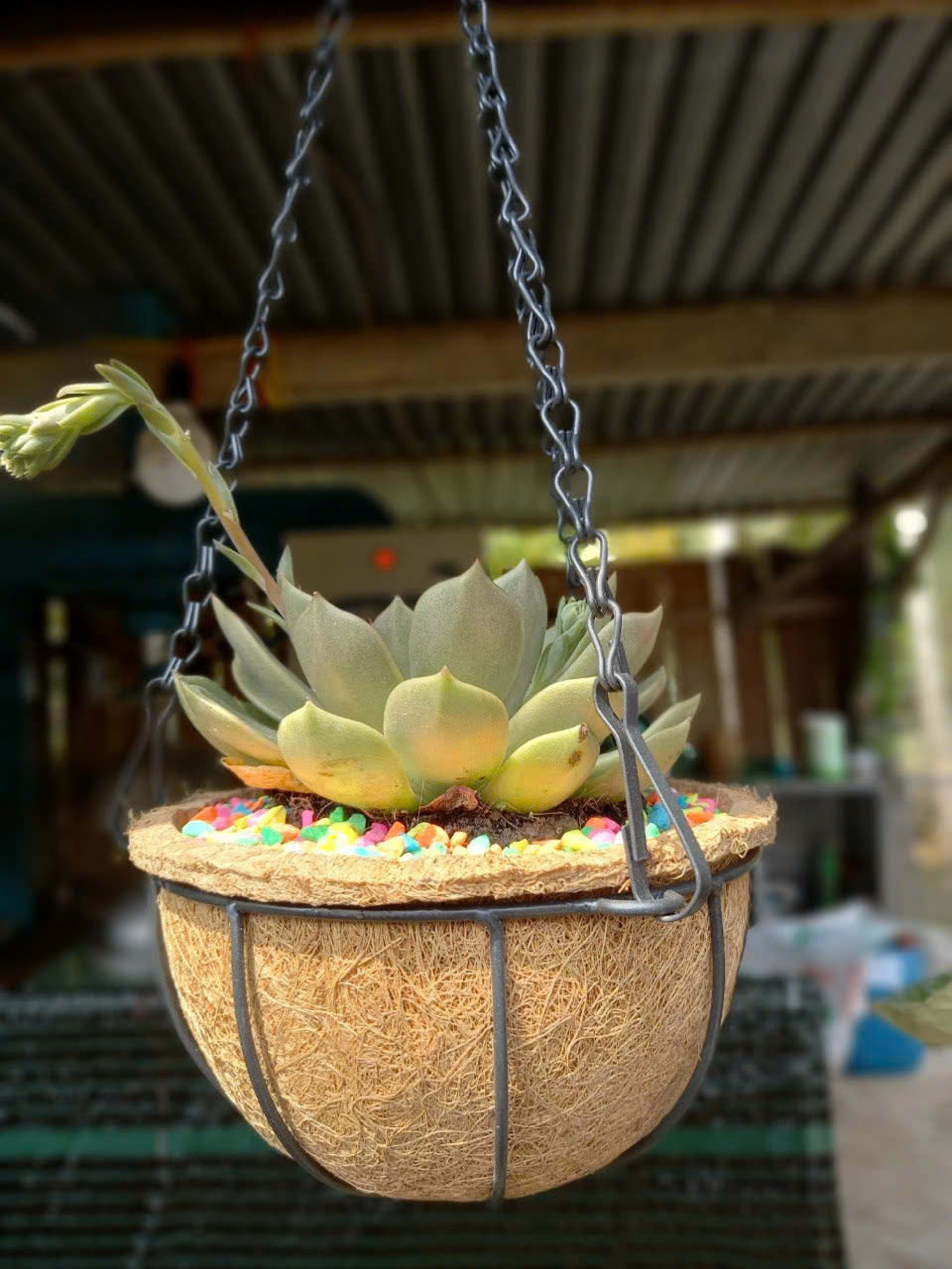 coir hanging basket 25