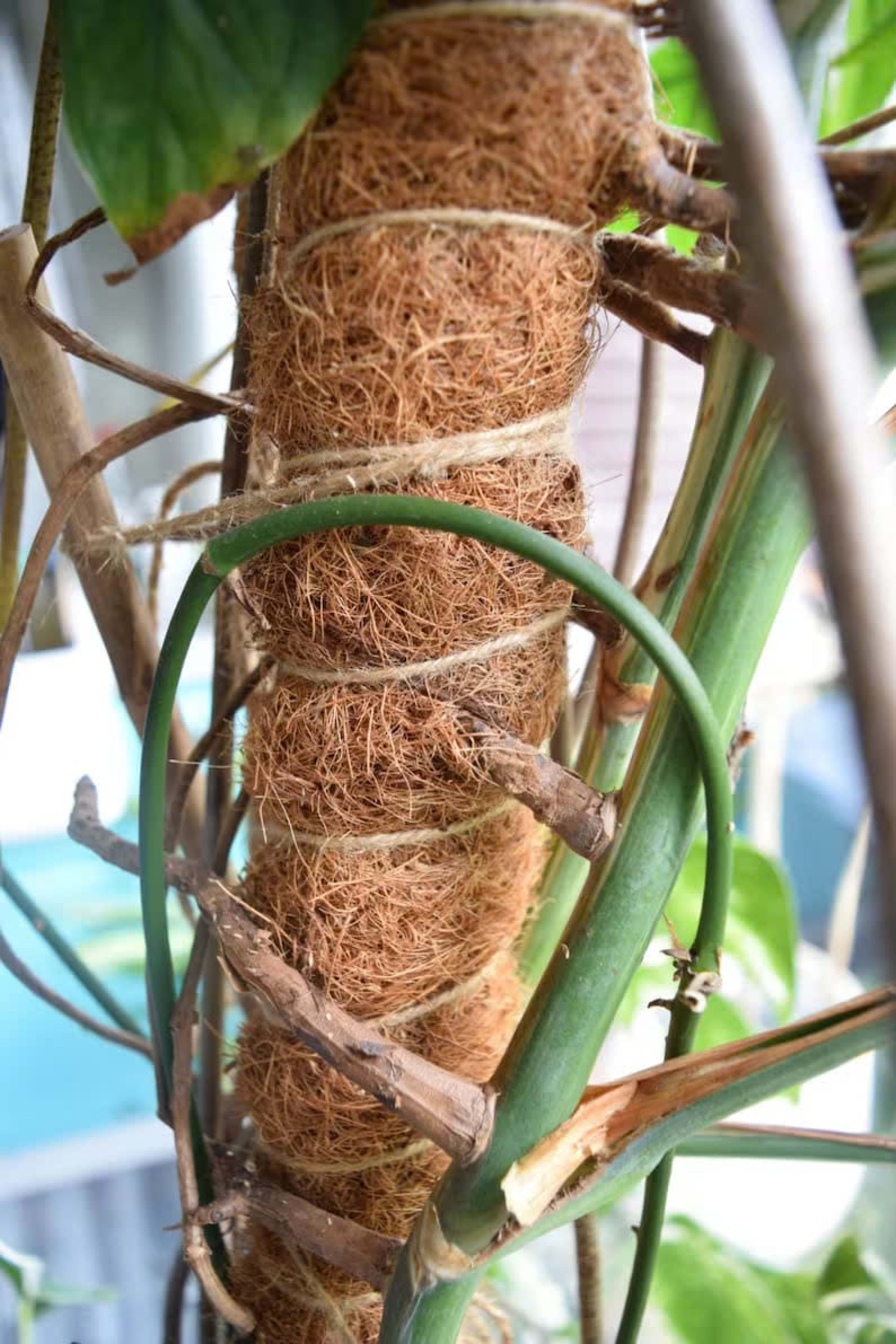 coir moss pole 22