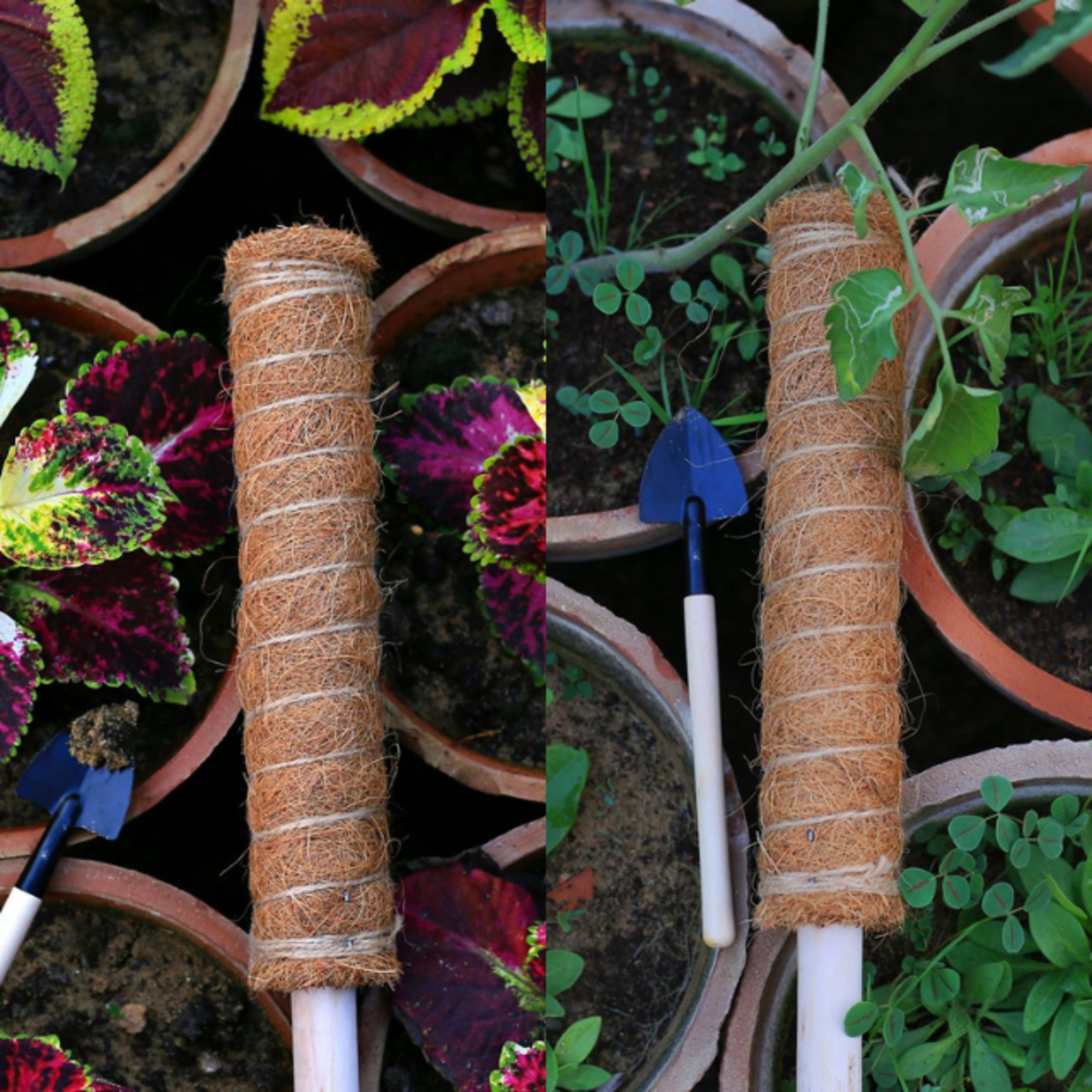 Planting